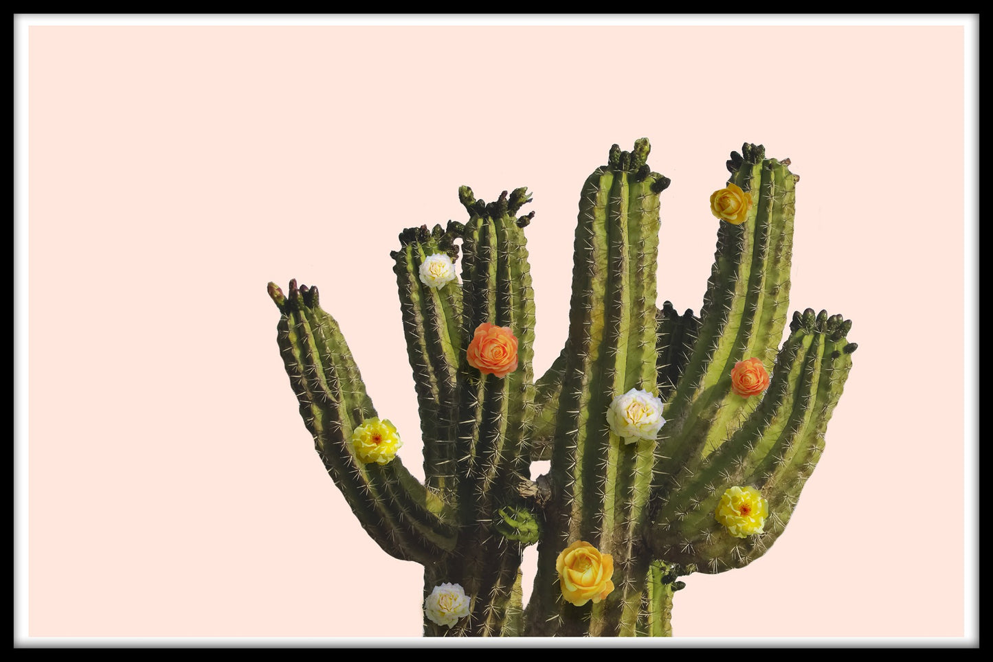 Bloemencactusposter