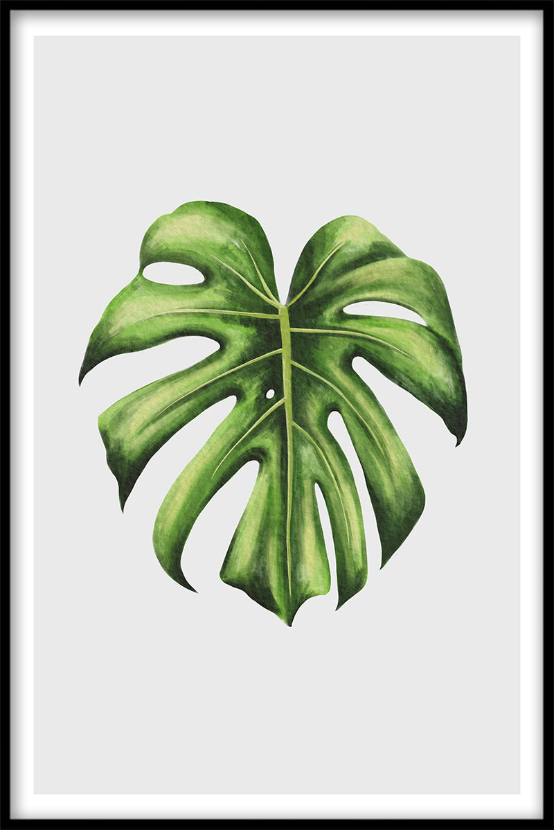 Monstera-records