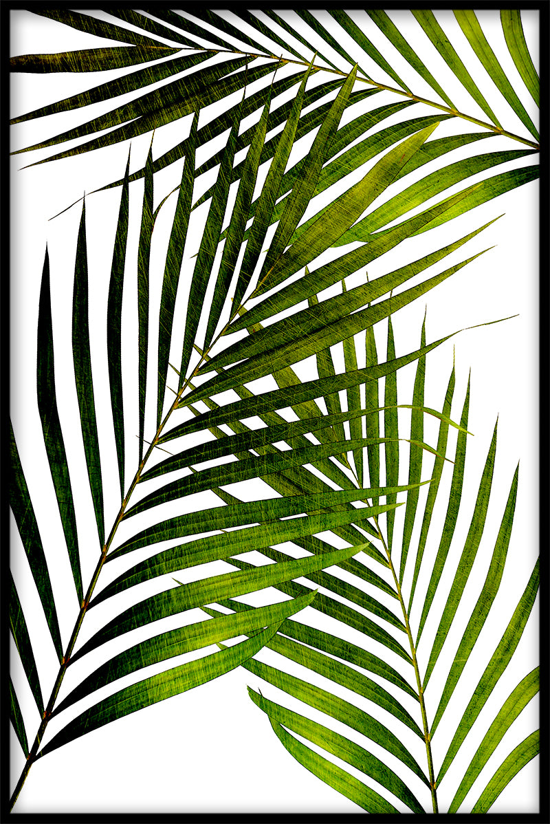 Affiche van palmblad