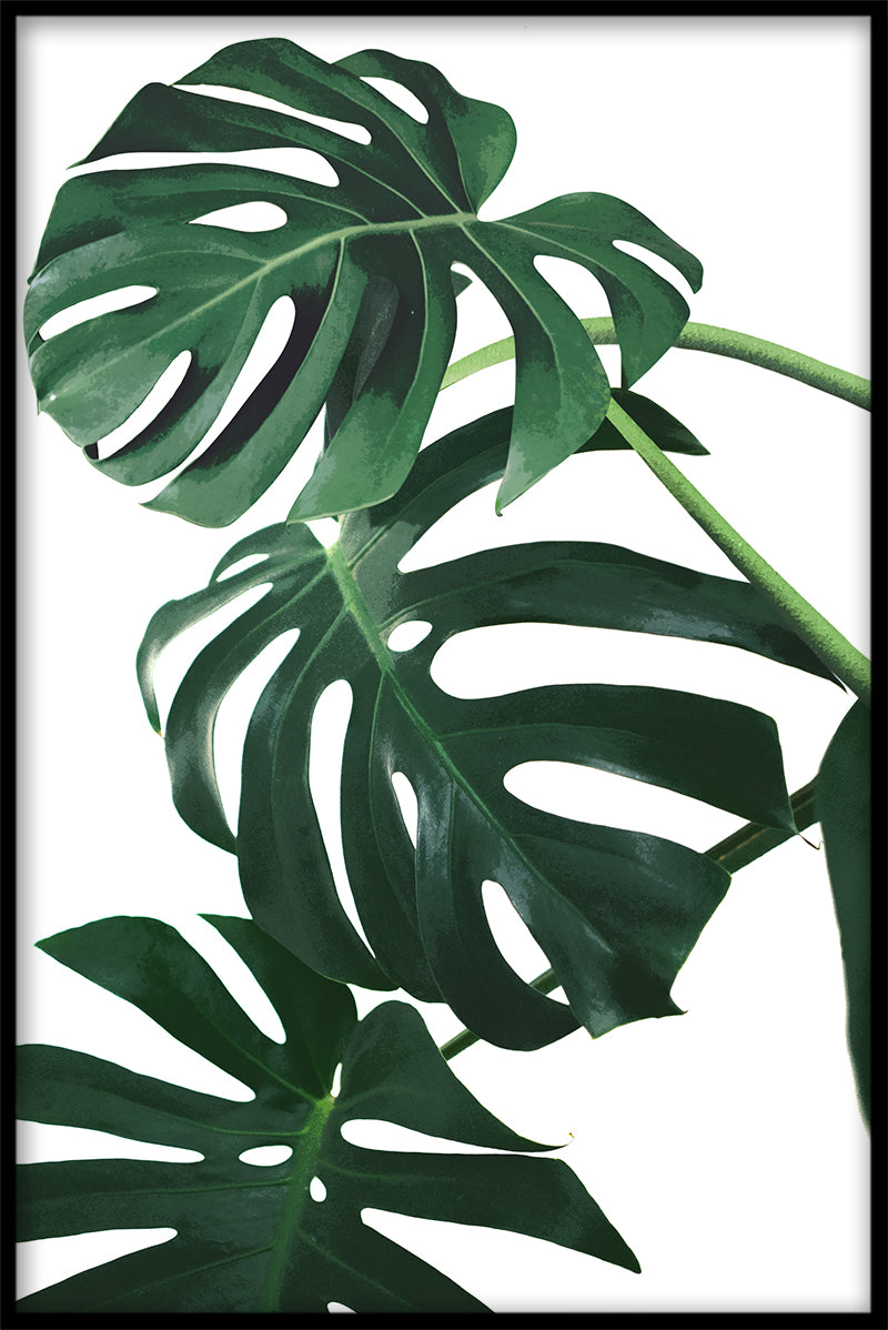 Monstera laat records achter