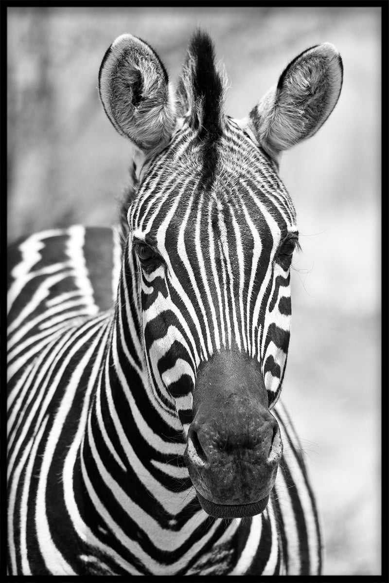 Zebra-records