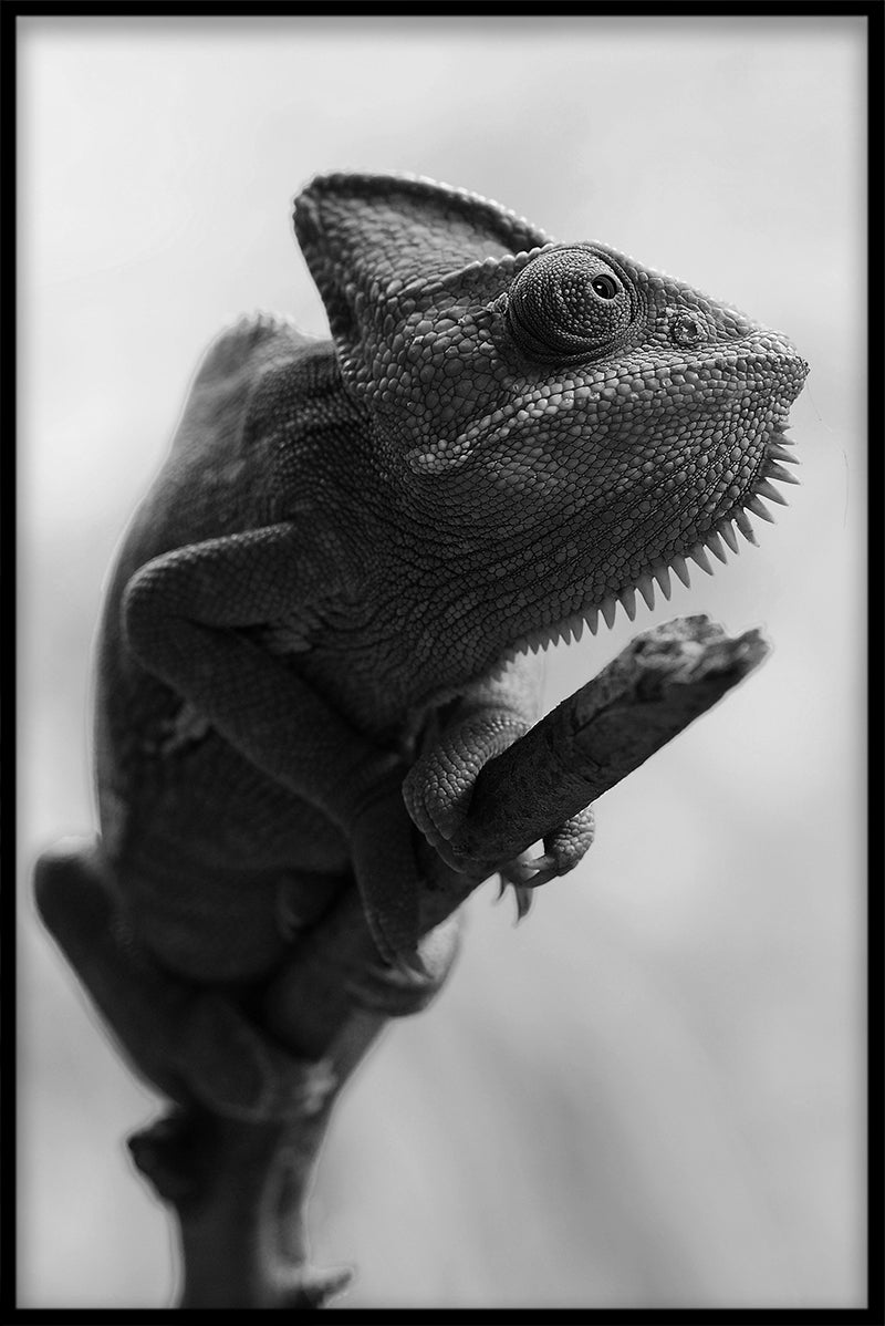 Kameleon berichten
