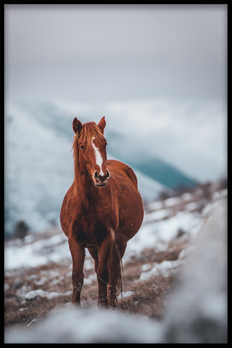 Paard op bergposter