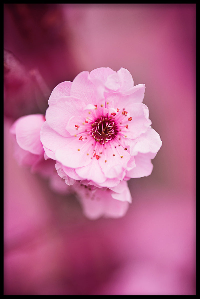 Roze bloem N02 poster