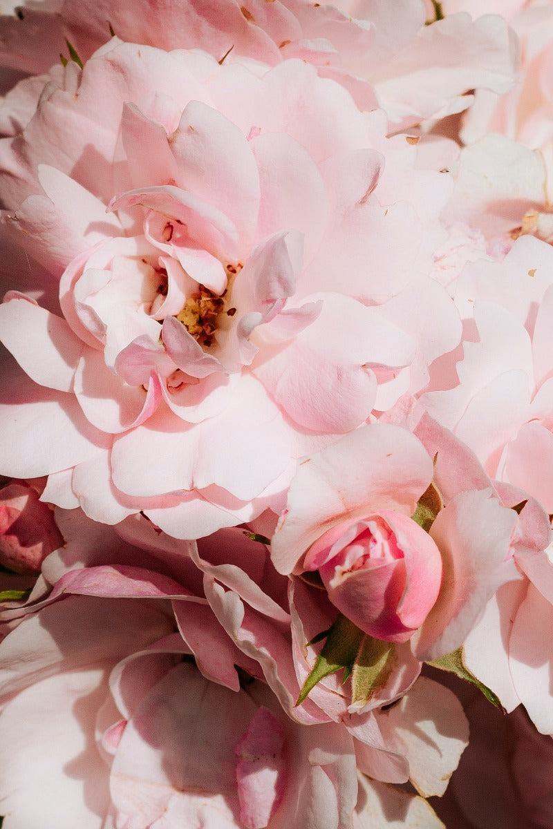 Perfecte roze N02-poster