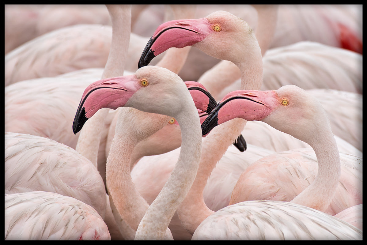 Flamingo's roze poster
