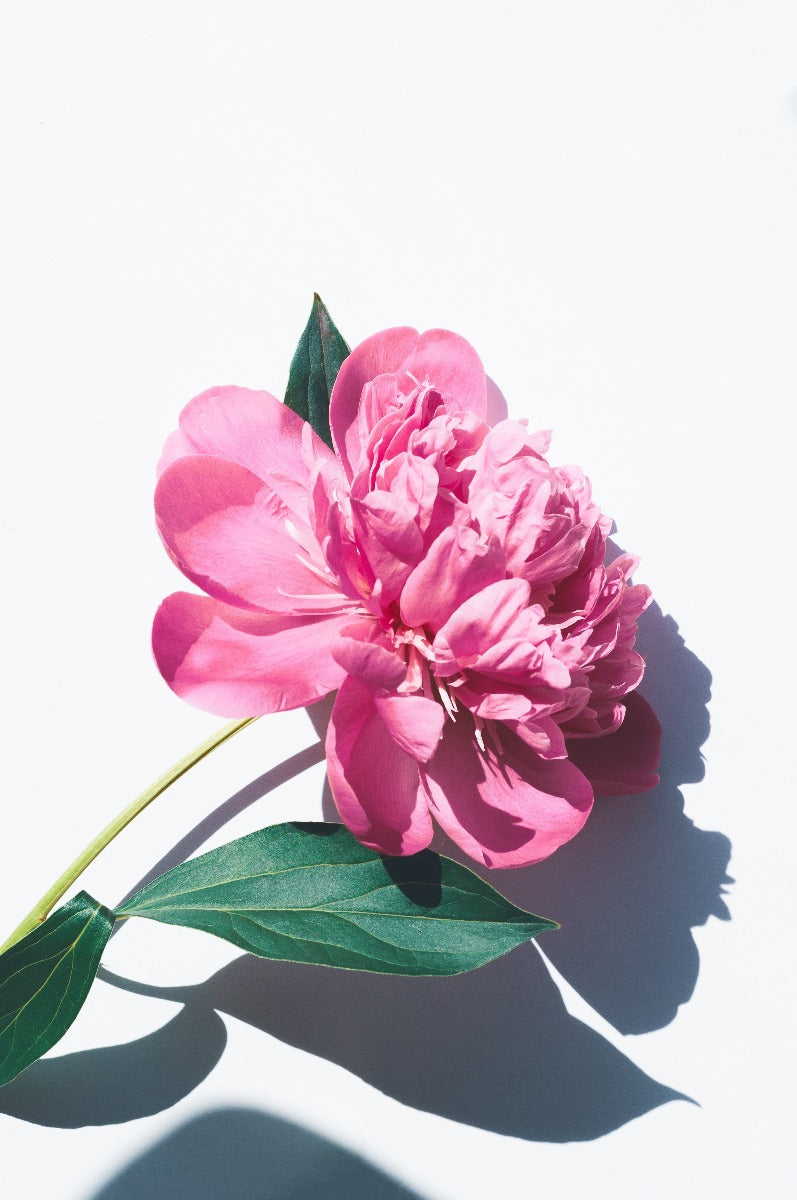 Les Fleurs N01-records