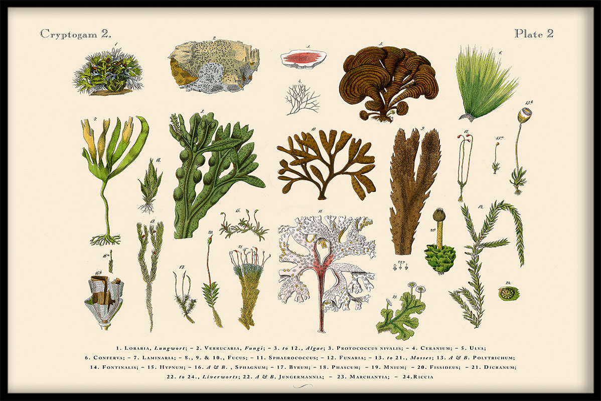 Scandinavische Flora N02-records