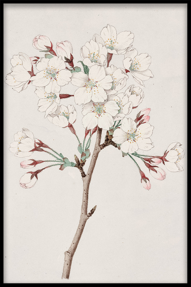Kersenbloesems N05 stuks