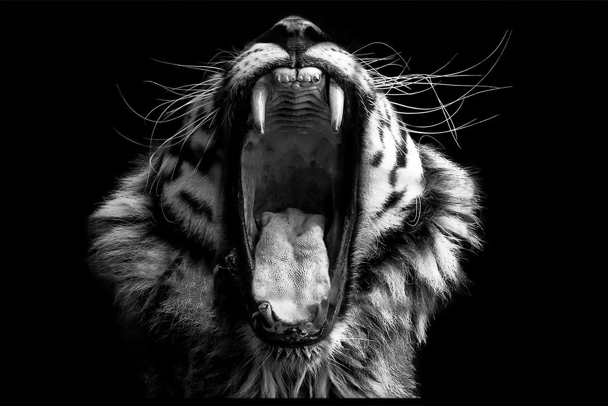 Dieren zwart-wit N02 records