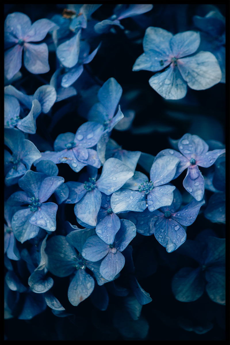 Flowermania N01-poster