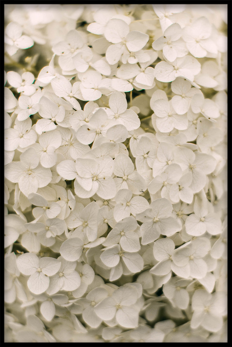 Flowermania N02-poster