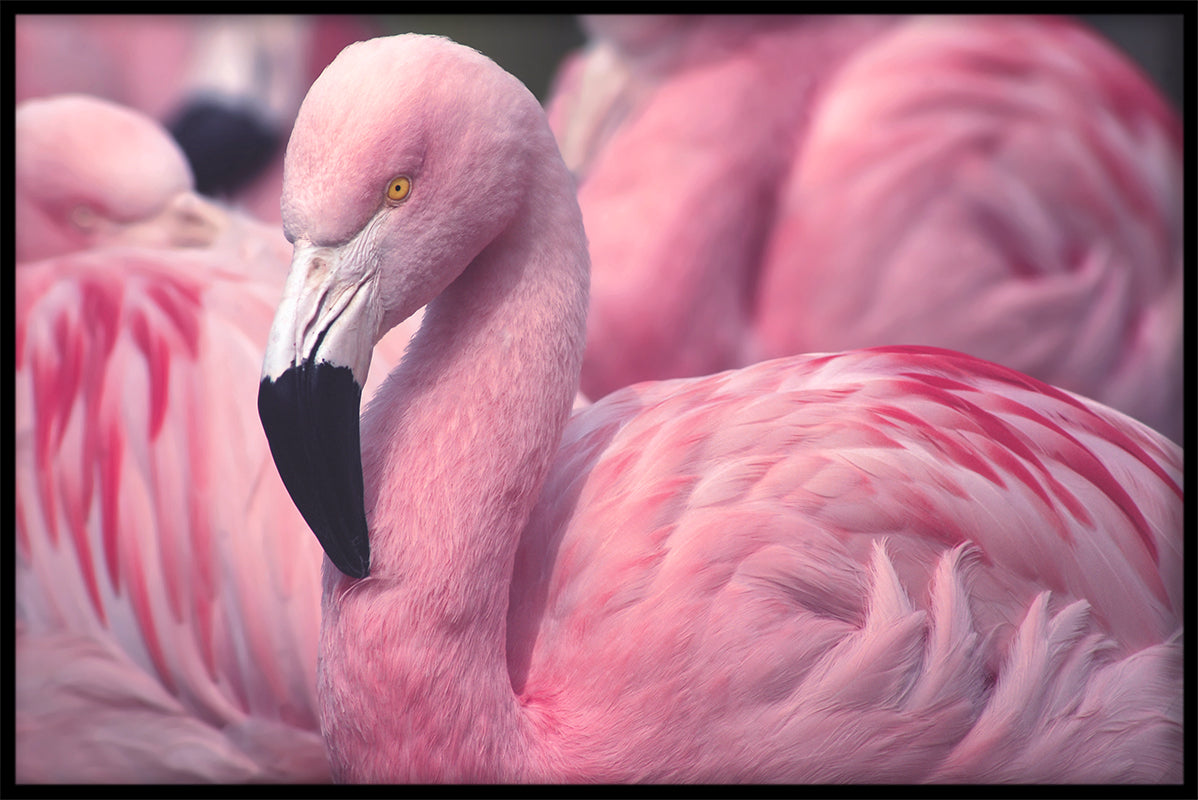 Flamingo's close-up poster