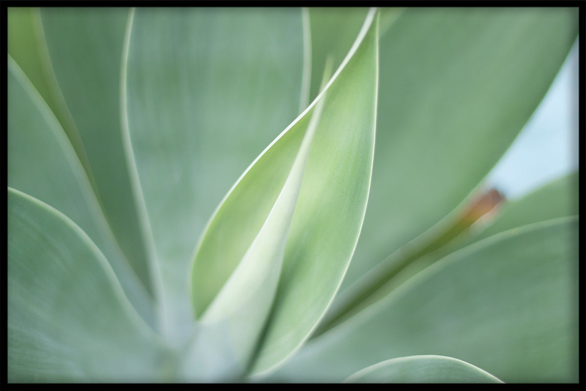 Exotische planten N05 items