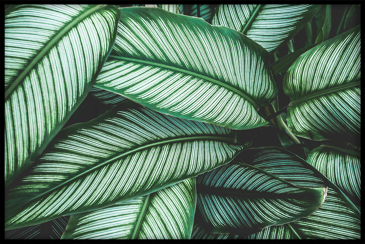 Exotische planten N04 records