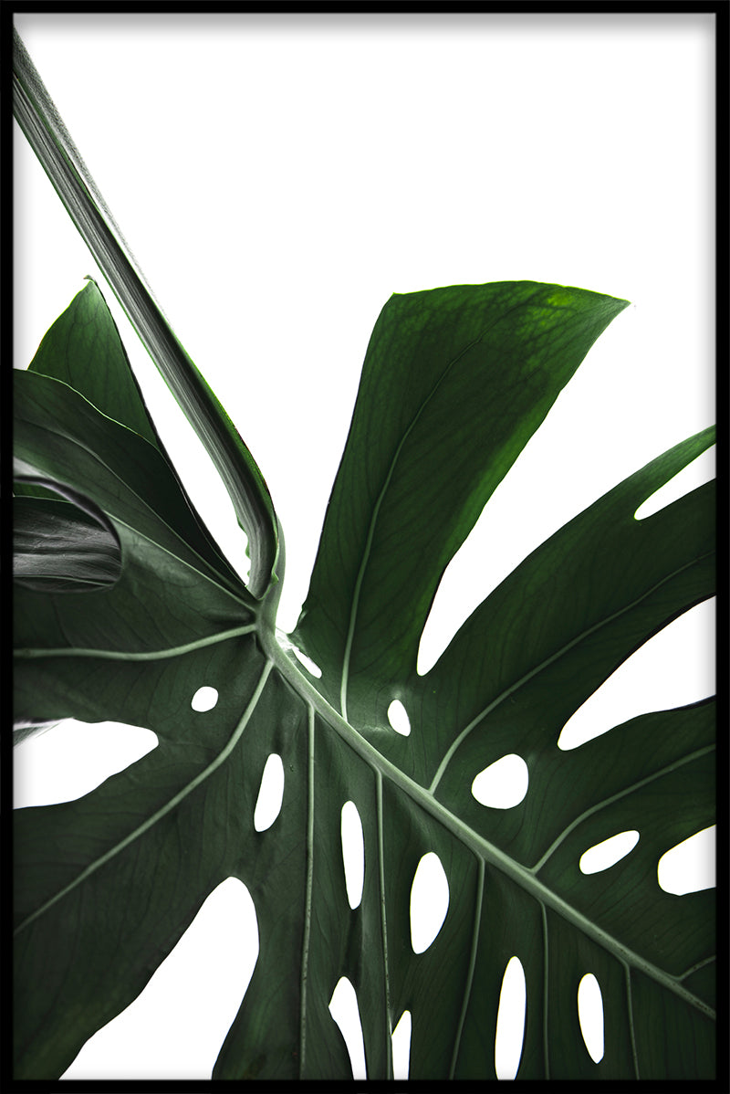 Monstera close-up N02 poster