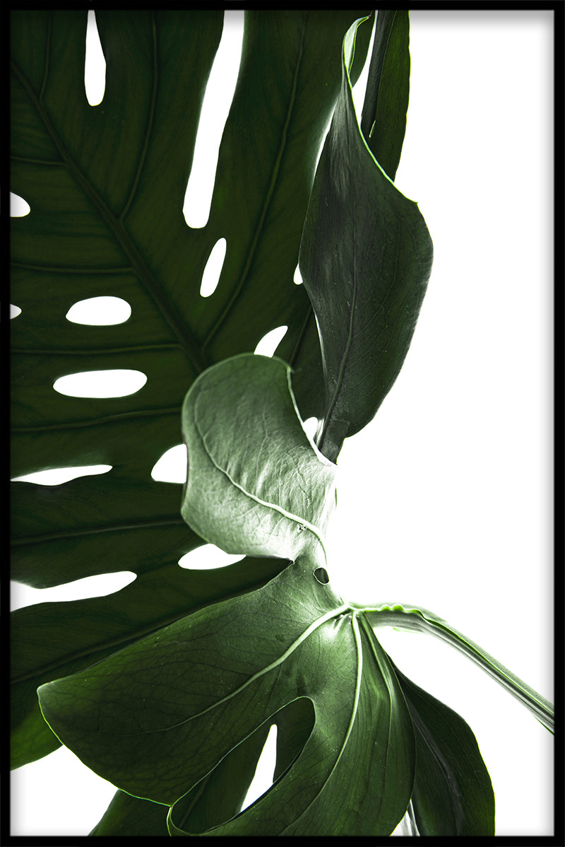 Monstera close-up N03 plaat
