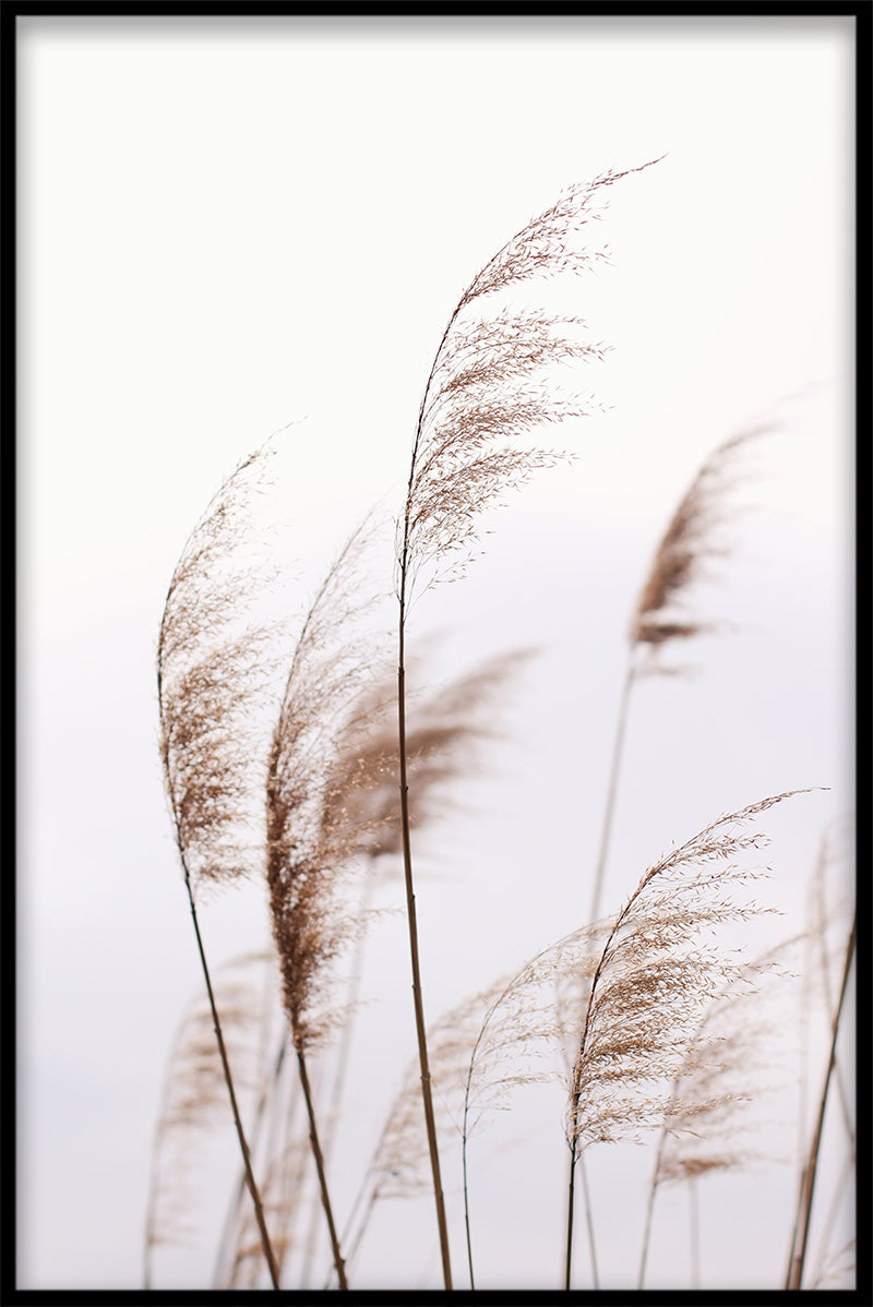 Reeds N02-poster p