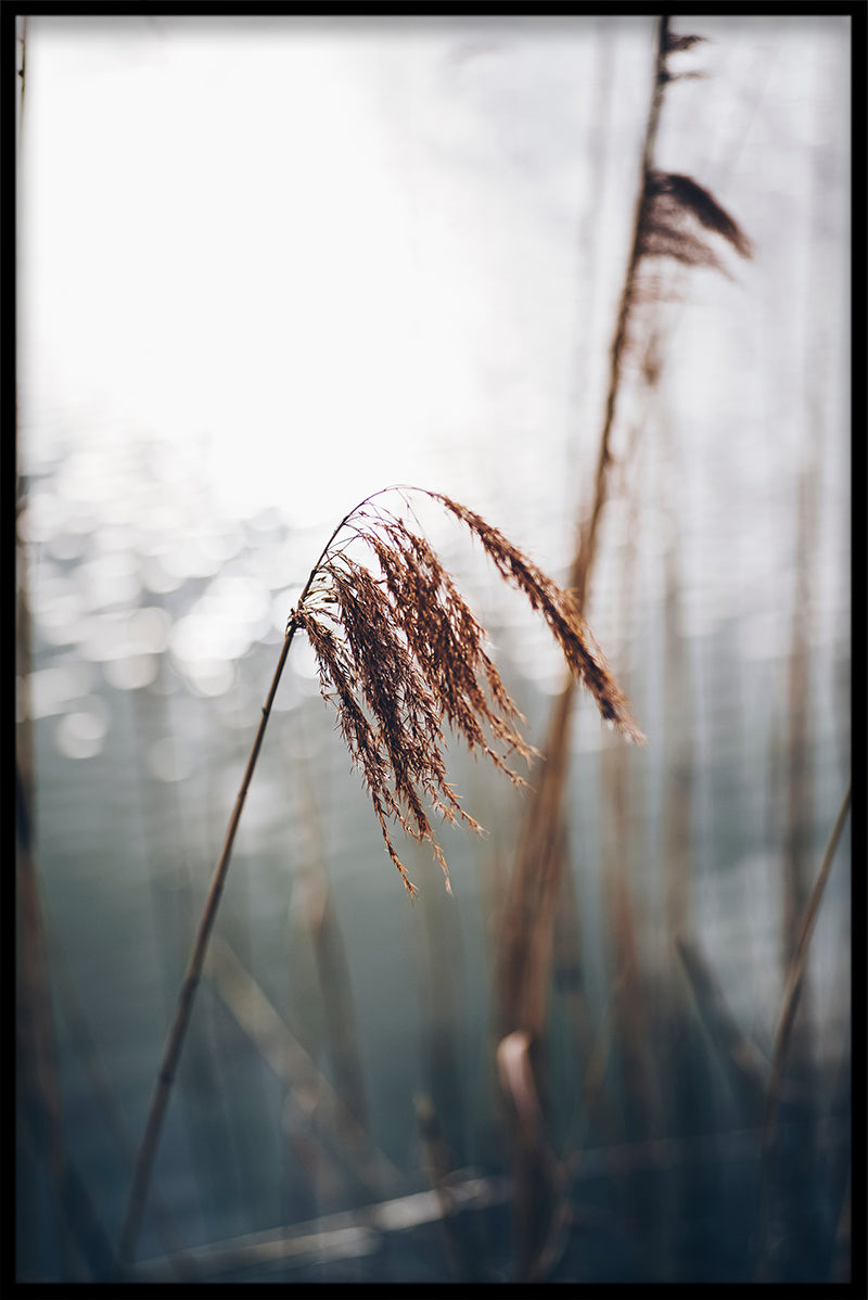Reeds N03-records