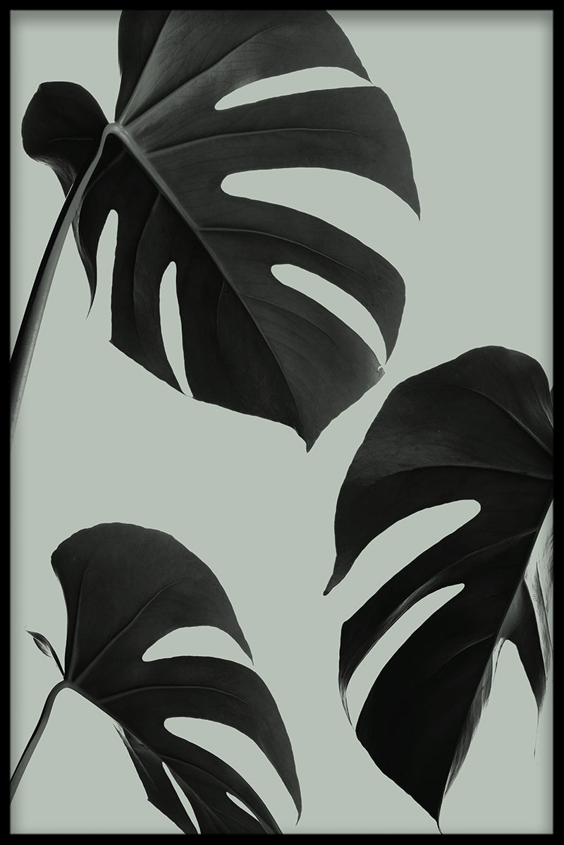 Groene Monstera N03 inzending