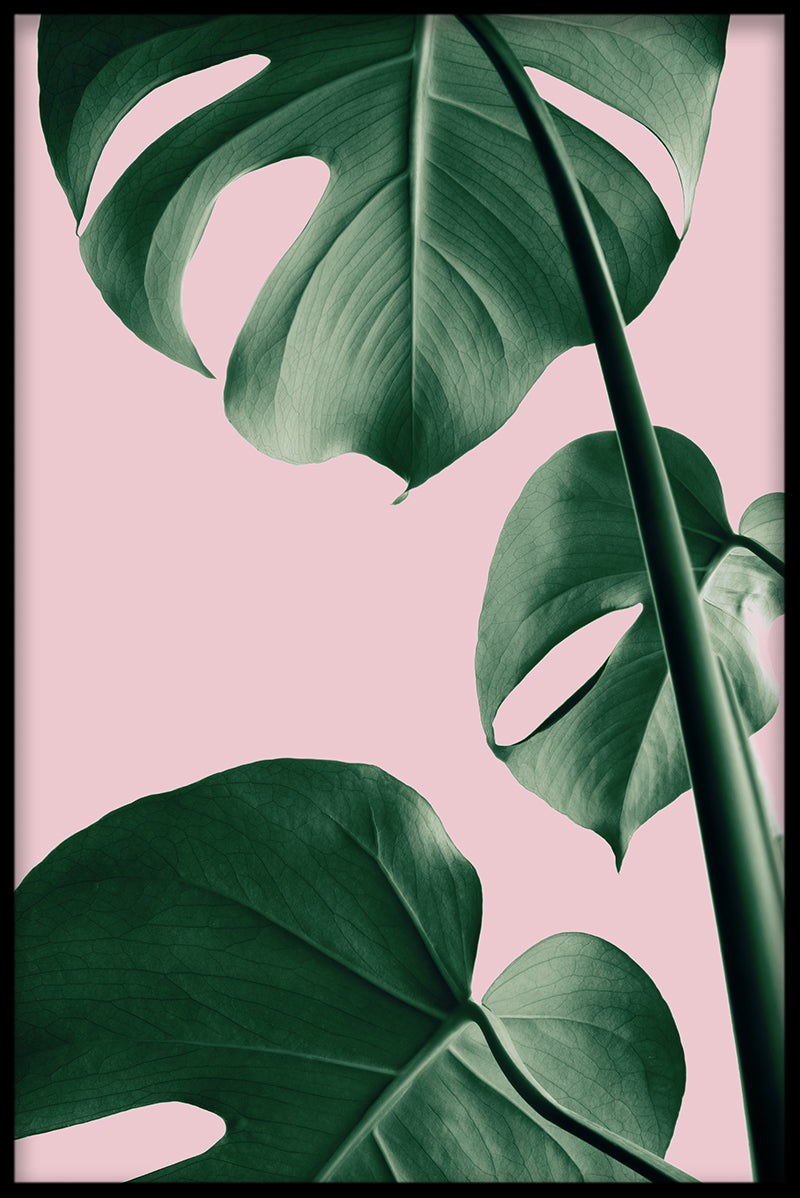 Roze Monstera N03-inzendingen