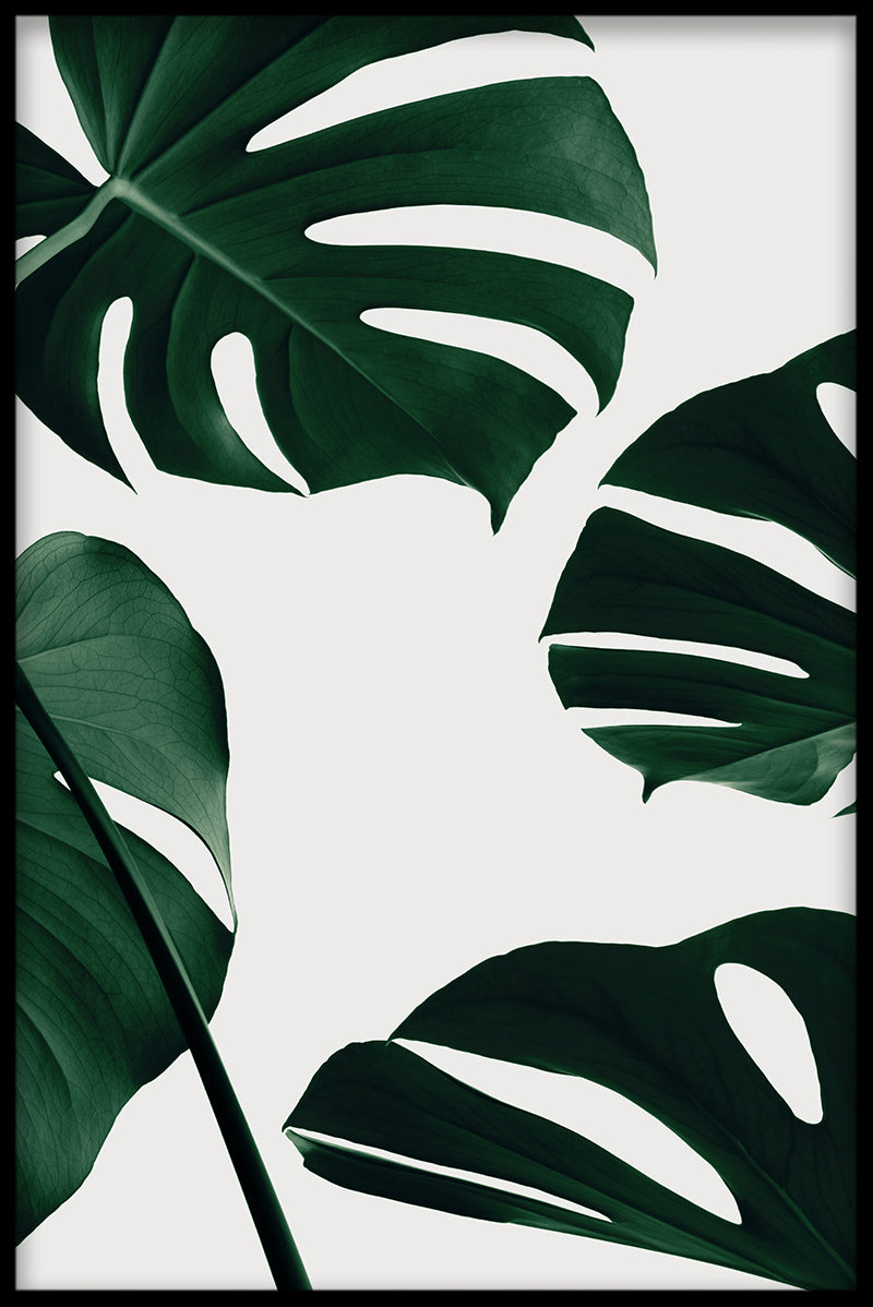 Lichte Monstera-poster