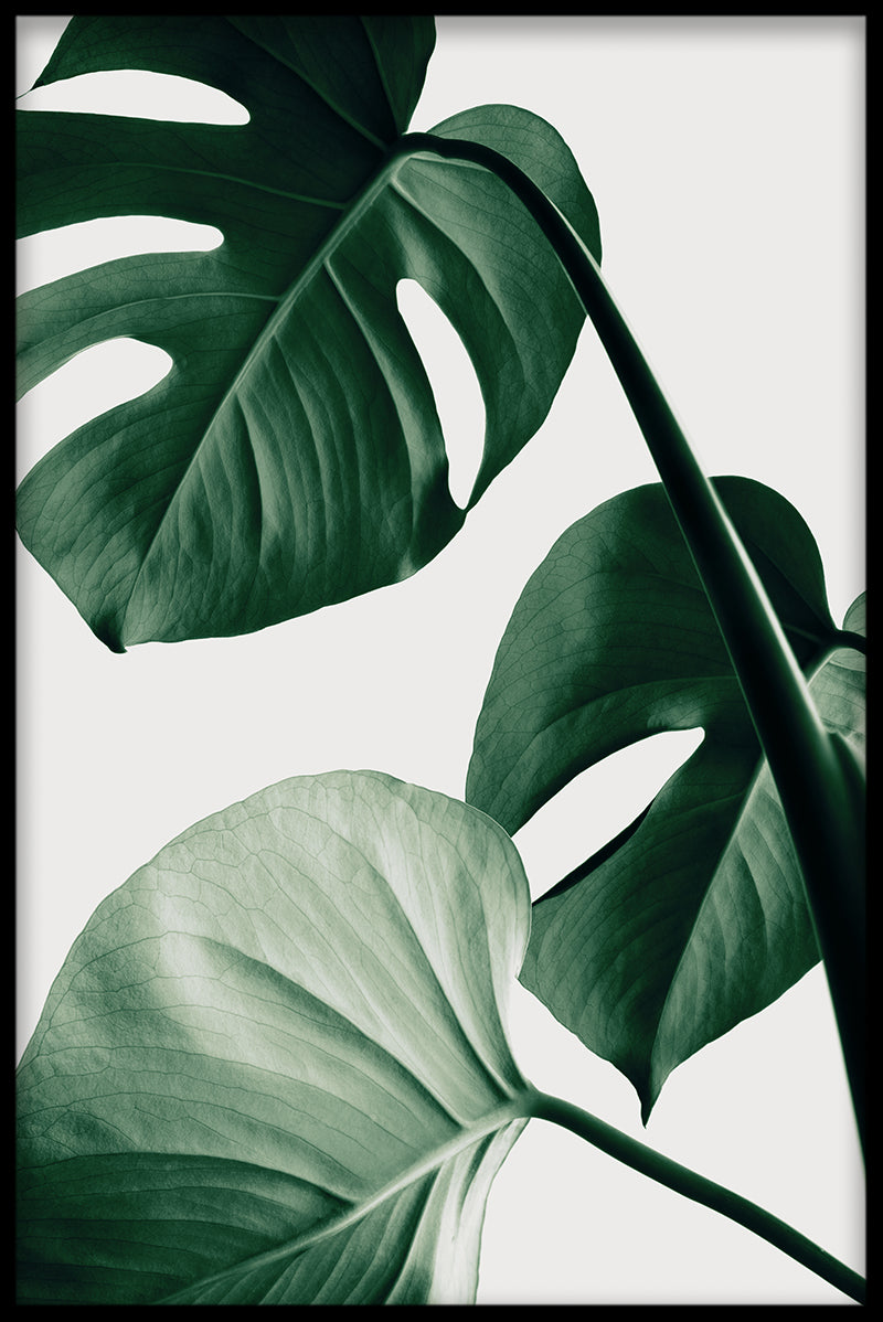 Light Monstera N03 Poster-s