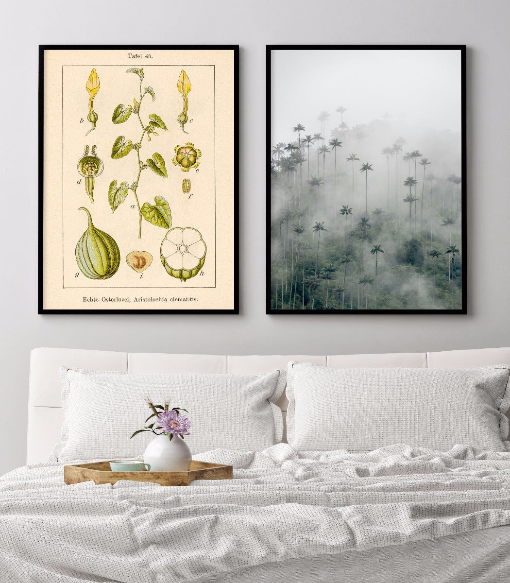 Antieke Bloem Illustratie Birthwort poster