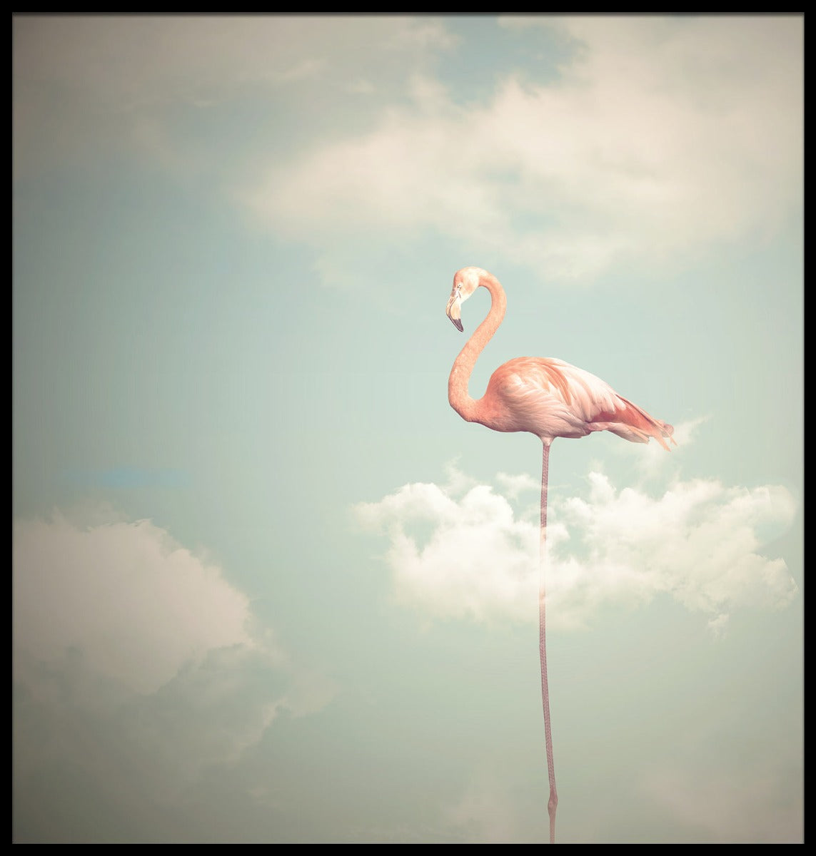 Flamingo illustratie poster