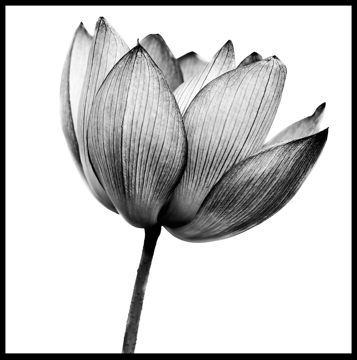 Lotus zwart-wit poster