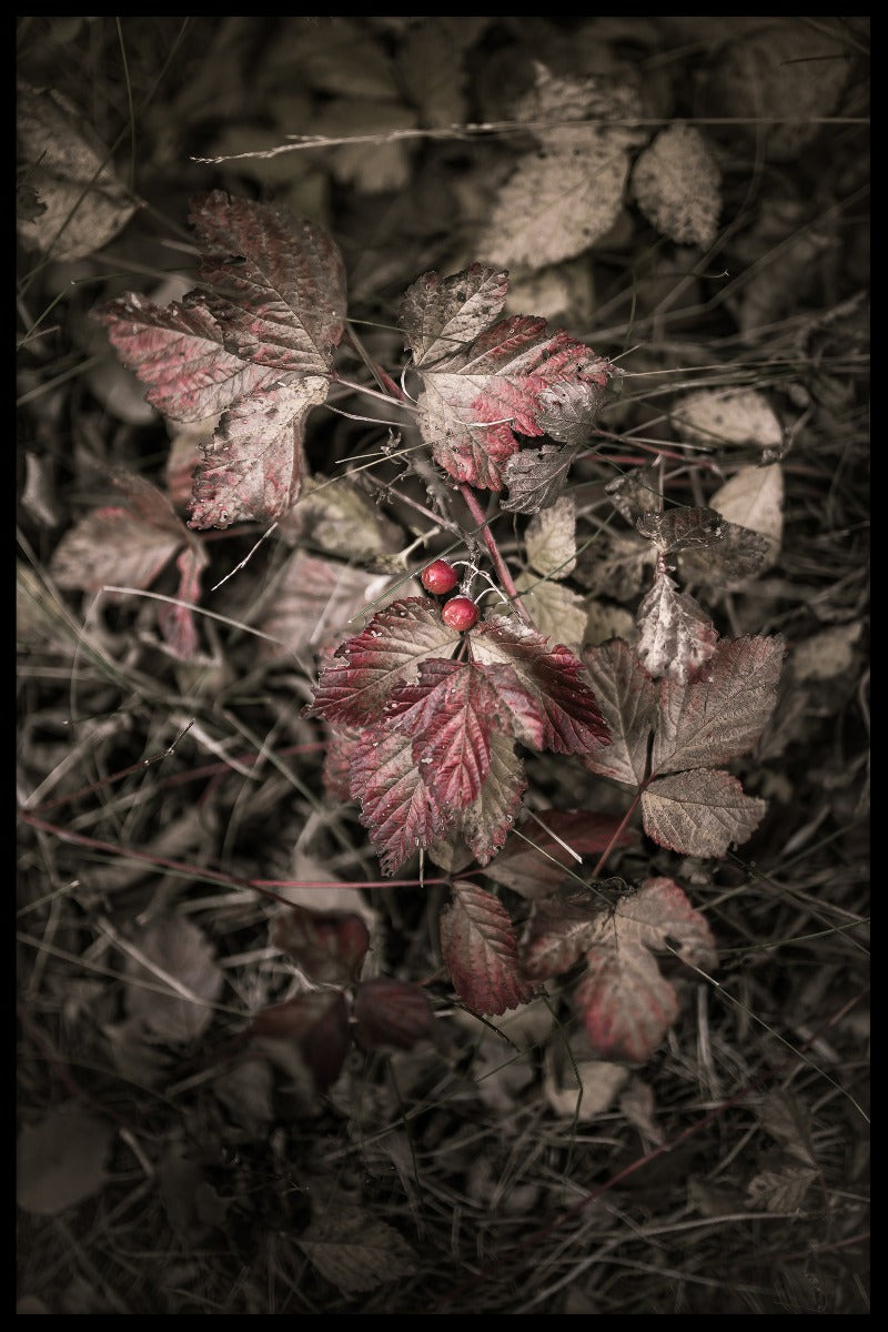 Herfstbosregistraties