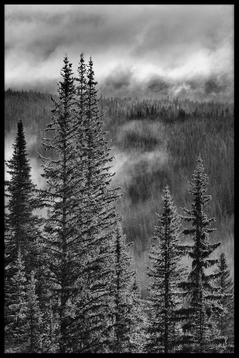 Forest Mountain Valley-records