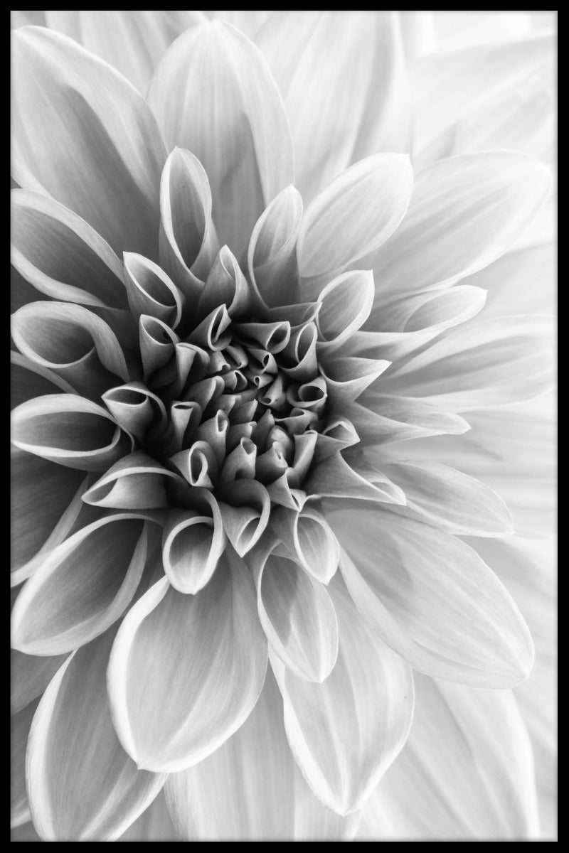 Dahlia-poster