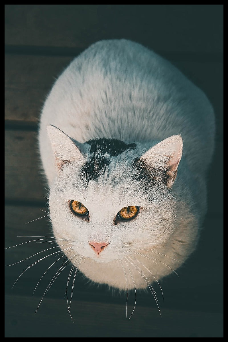 Witte kat N02 poster