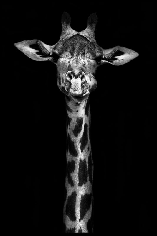  Zwart-wit giraffe portret poster