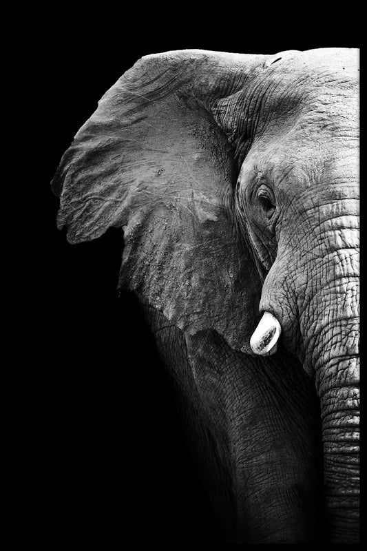 Zwart-witte poster met olifantenportret