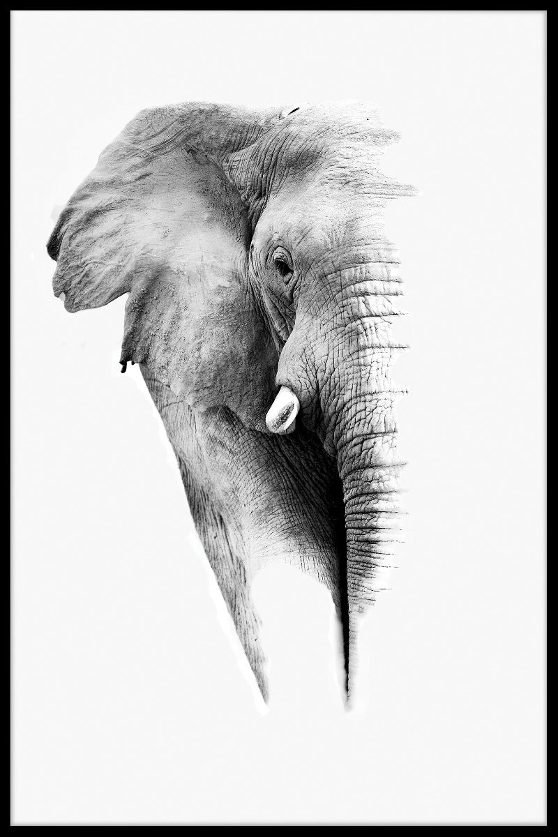  poster voor wit olifantenportret