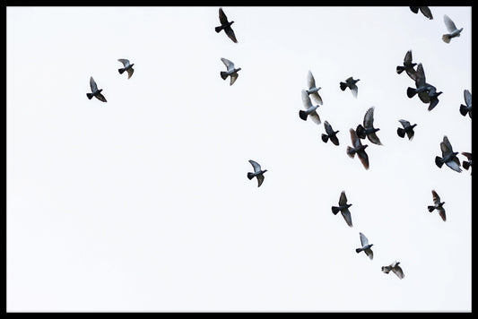  records voor zwerm vogels