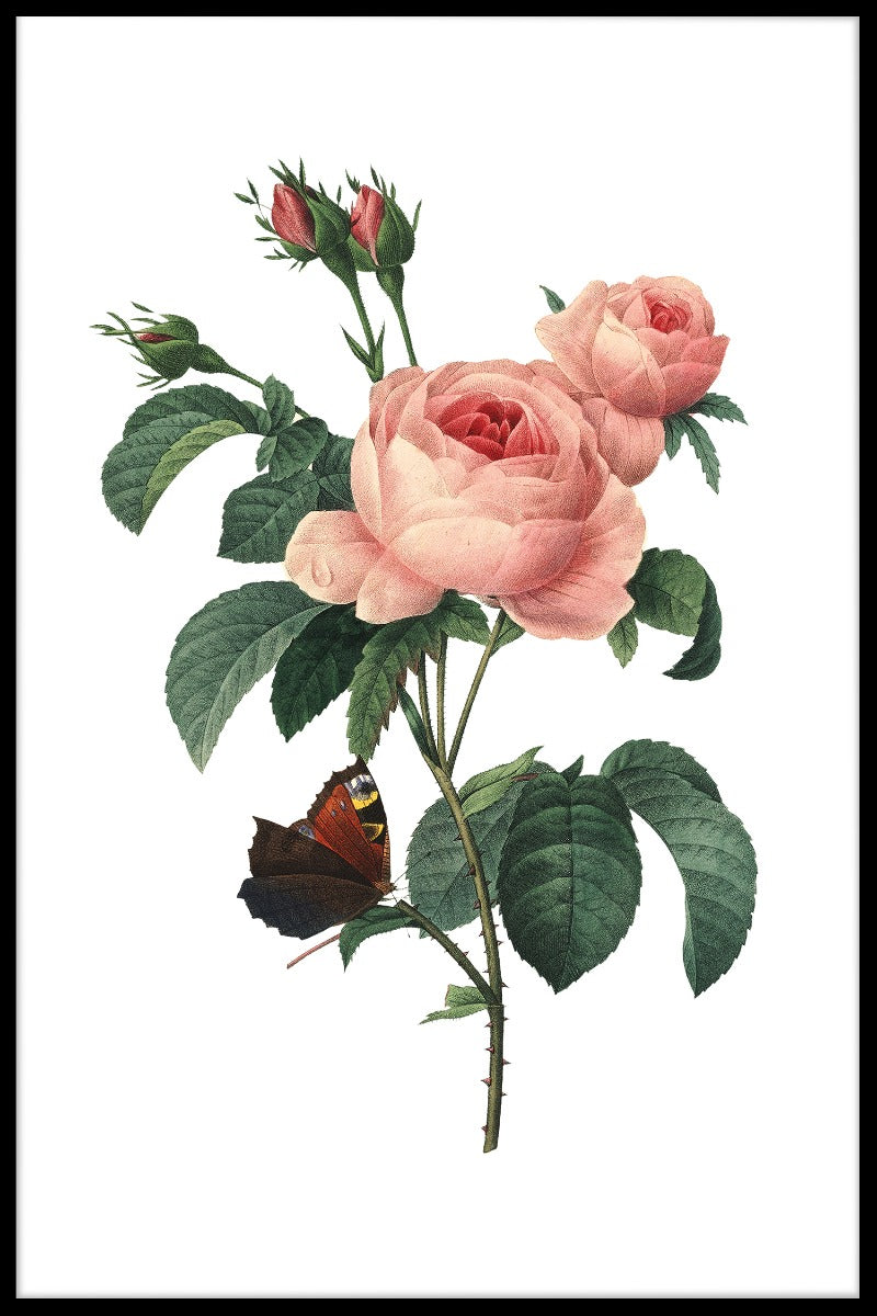  Rosa Centifolia Redoute Flower Records