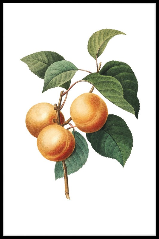  Vintage abrikoos illustratie poster