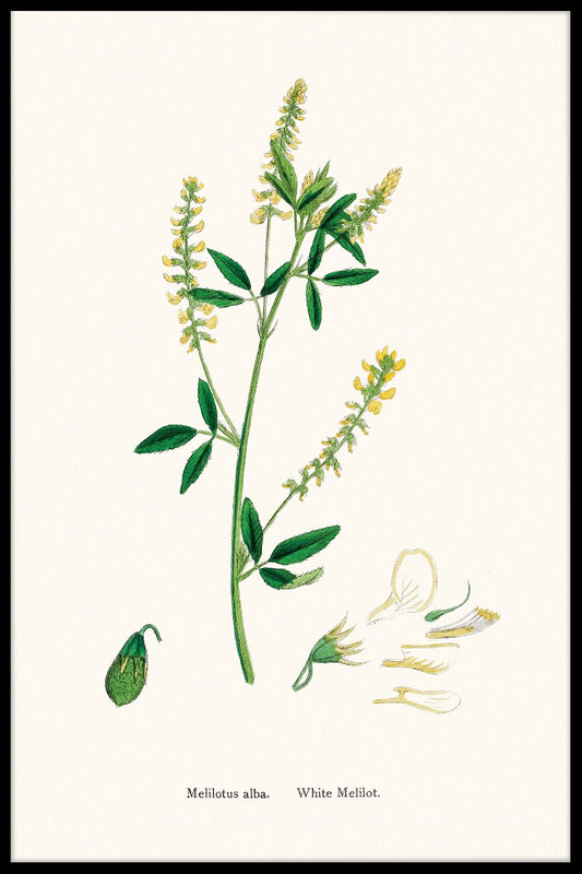  Melilotus Albus-records