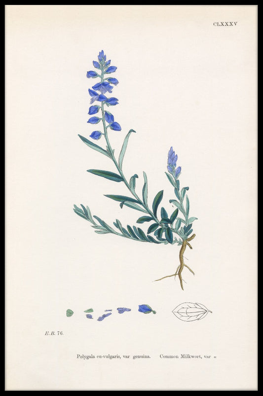  opnemen Polygala Vulgaris