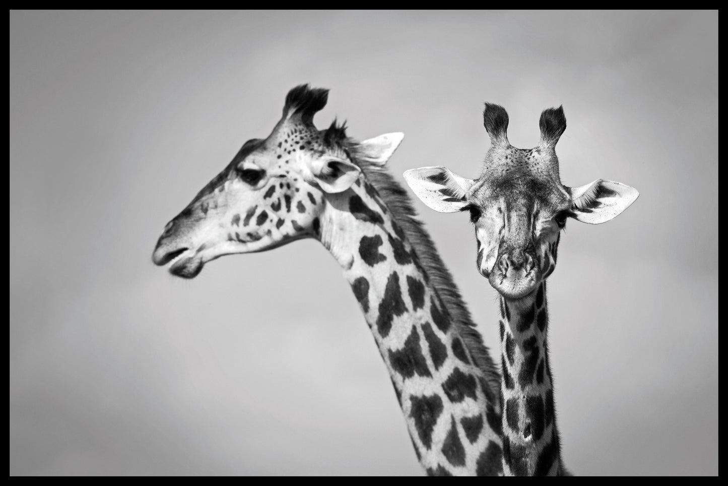  Twee giraffenposter
