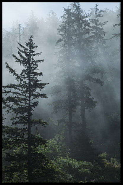  posters Mist in het altijdgroene bos