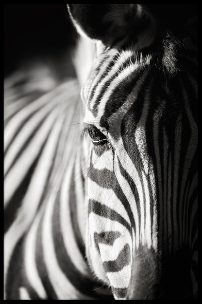  Zebra portret natuur poster