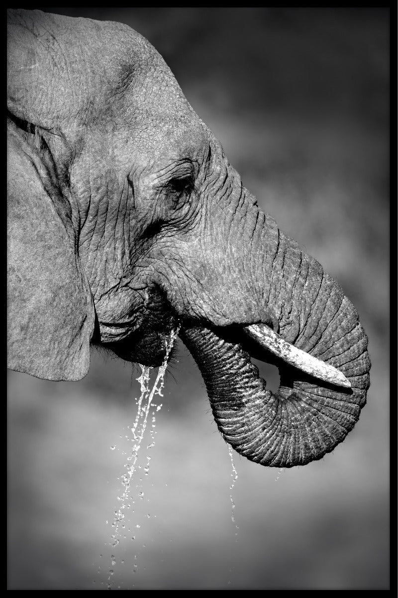  posters met drinkende olifanten