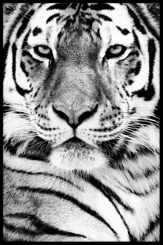  Siberische tijger portretposter