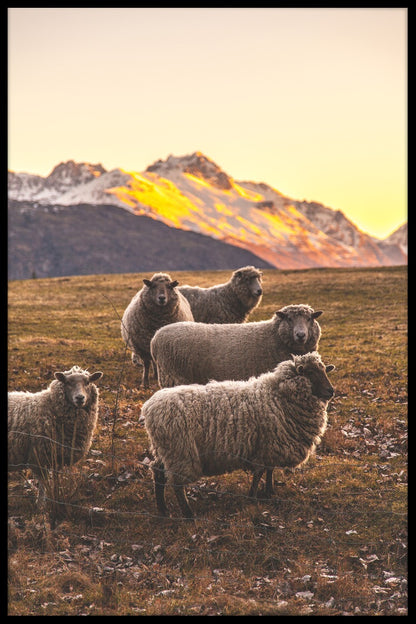  Nieuw-Zeelandse schapenrecords
