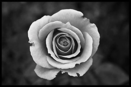  Witte roos in zwart-wit poster