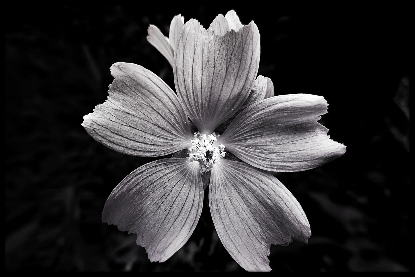  Zwart-witte bloemenposter